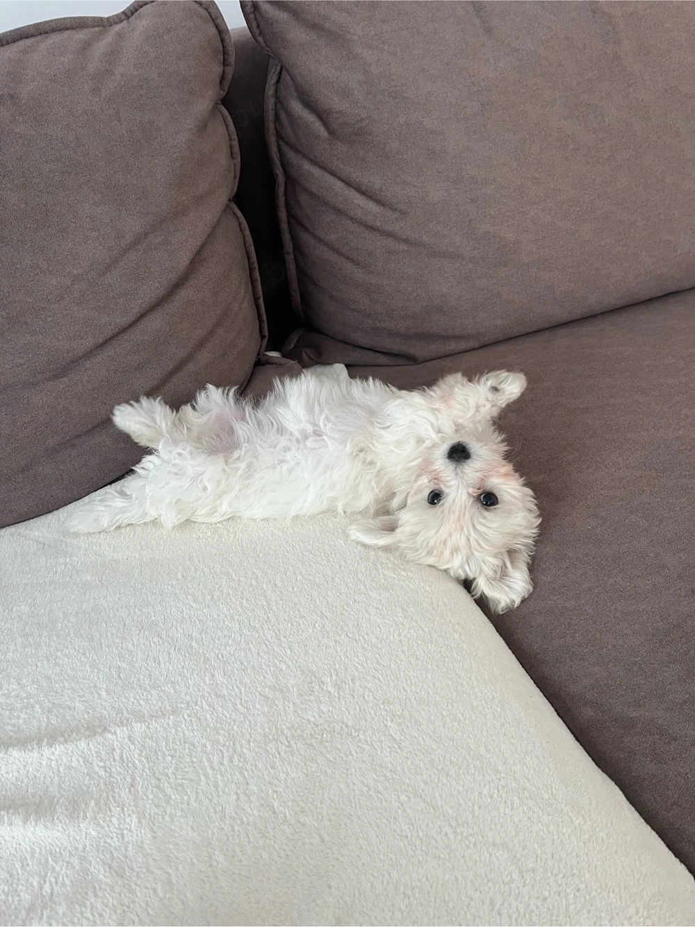 Bichon Maltez 