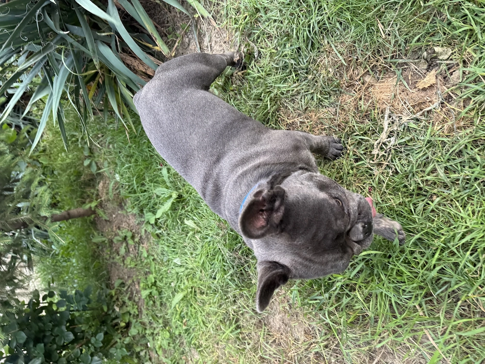 French bulldog blue !!!