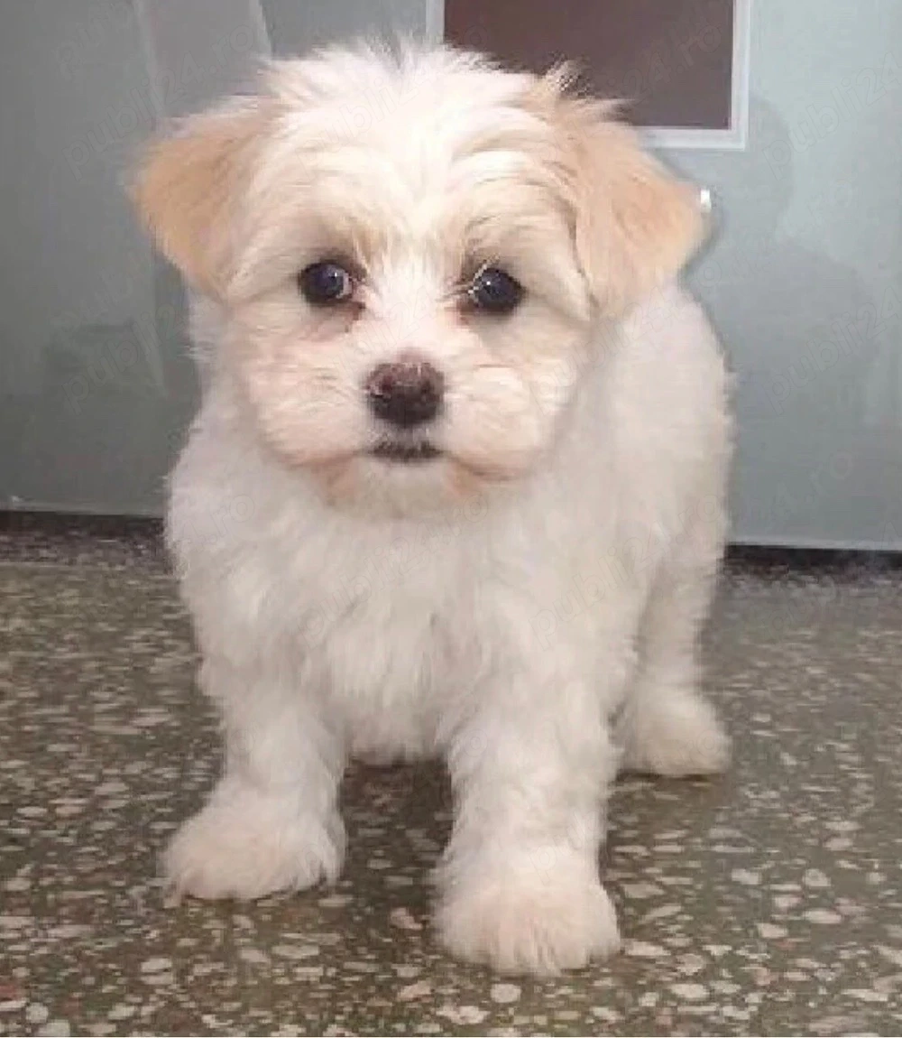 maltipoo baietel 2 luni