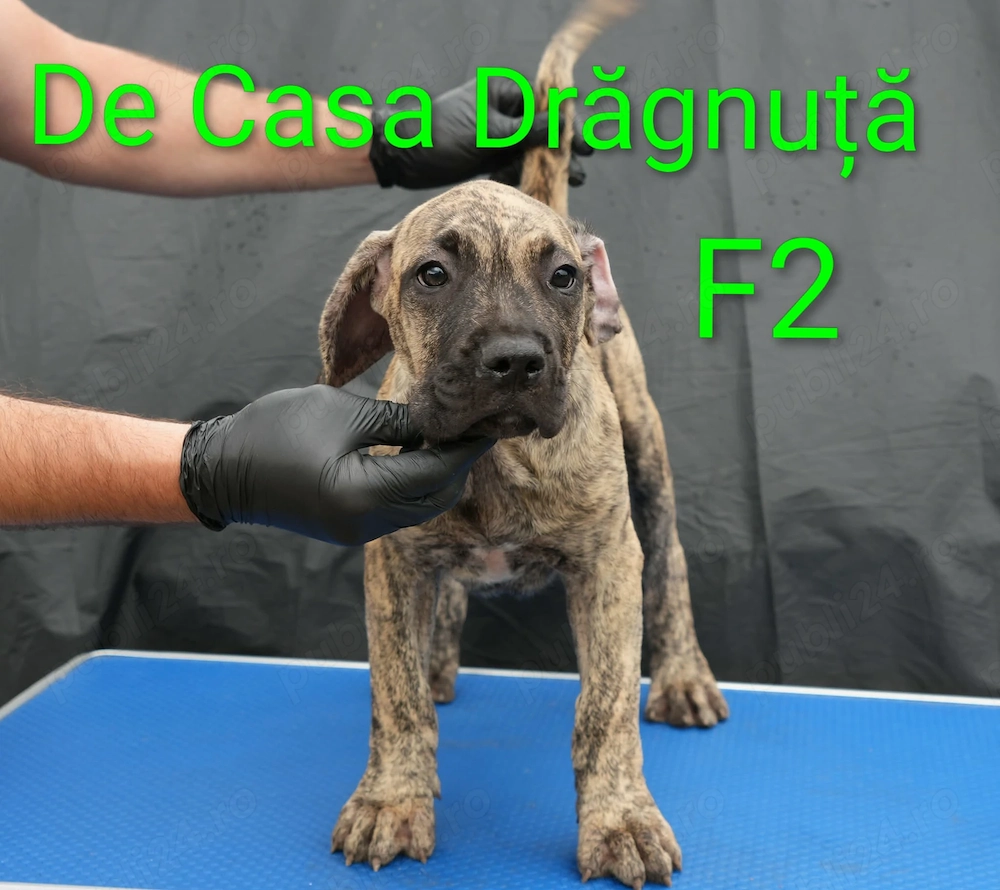 Pui Presa Canario Dogo cu Pedigree Canisa Giurgiu femela