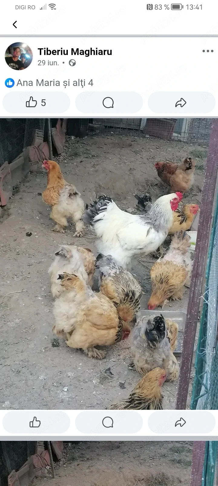 Puicute Brahma 5 luni talie mare