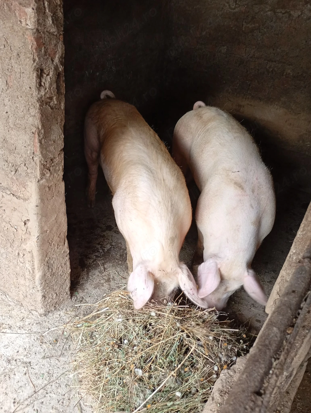 Vand 2 Porci vieri Giurgiu 120kg reproducere