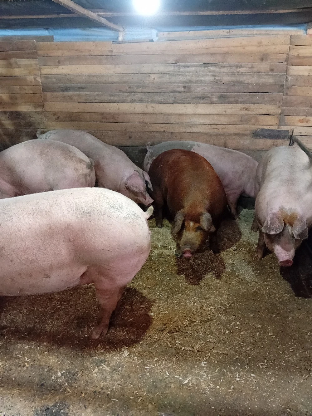 porci de vanzare