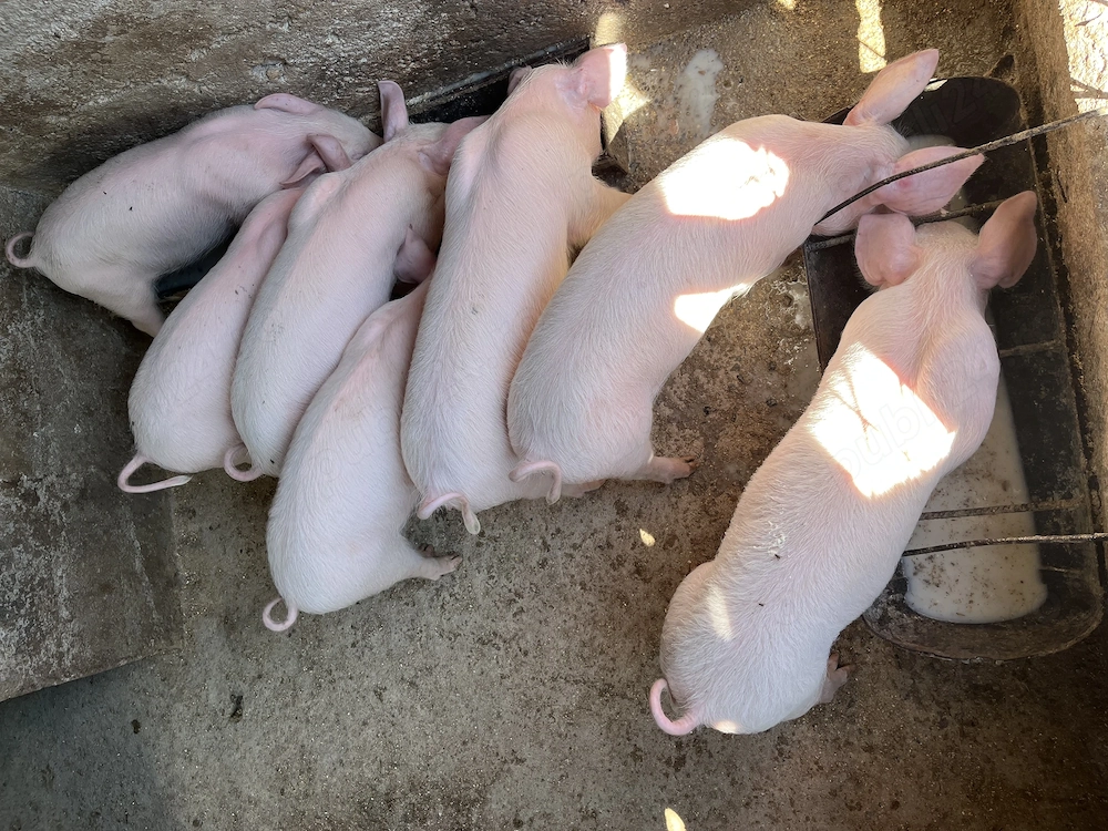 Vând porci, aceștia au 10 săptămâni 