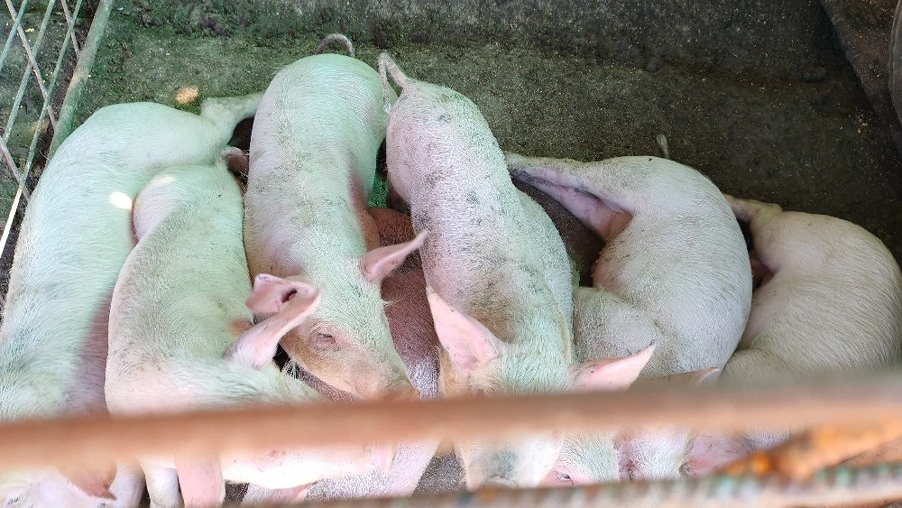vând purcei în vârstă de 8 săptămâni 