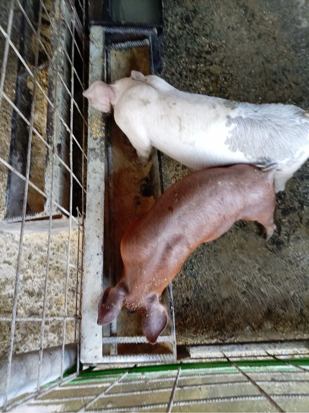 porci de vânzare