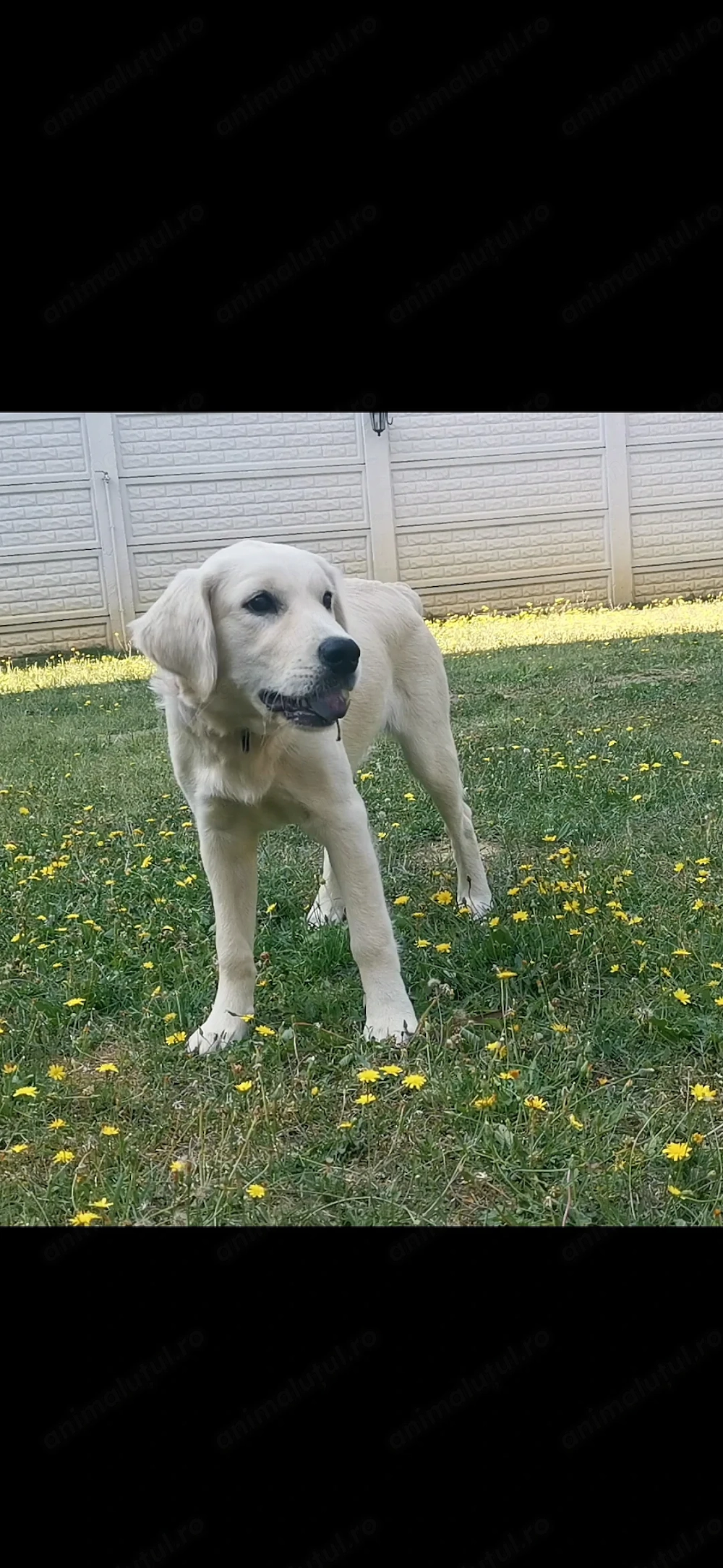 Golden retriver 6 luni