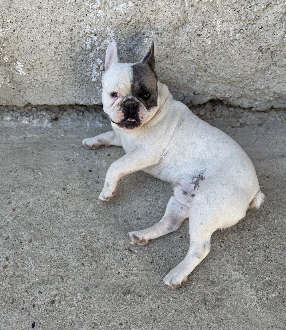 French bulldog 