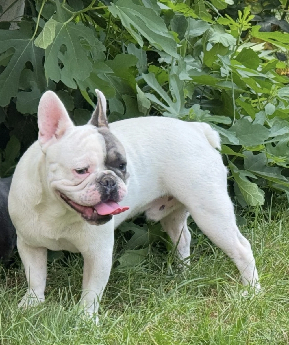 French bulldog 