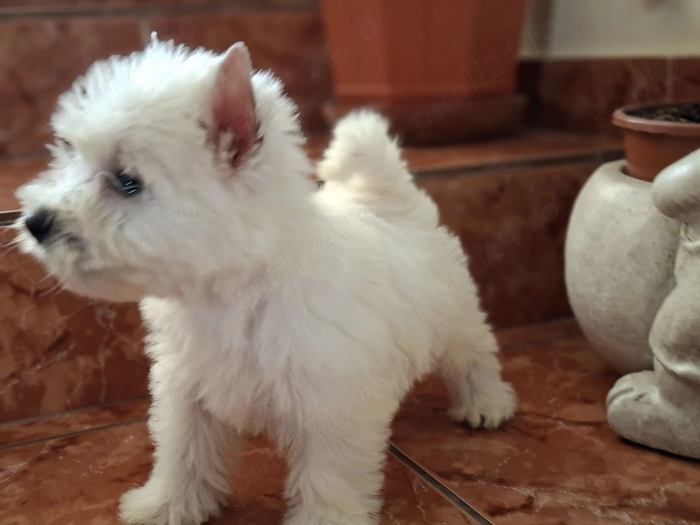 westie fetita