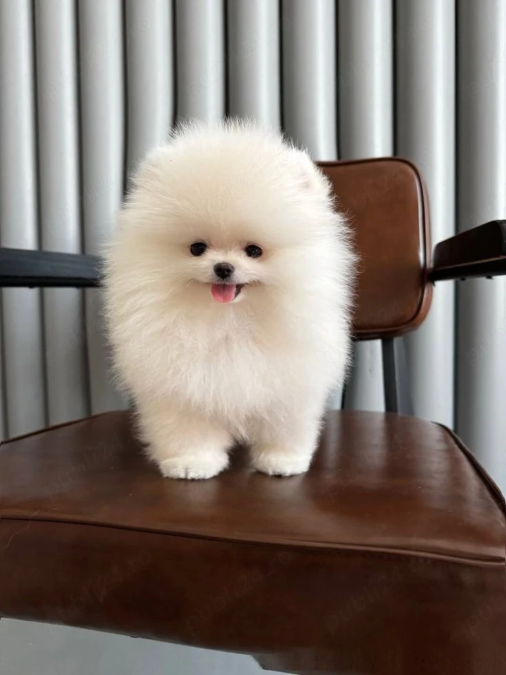 Pomeranian Boo Mini Toy