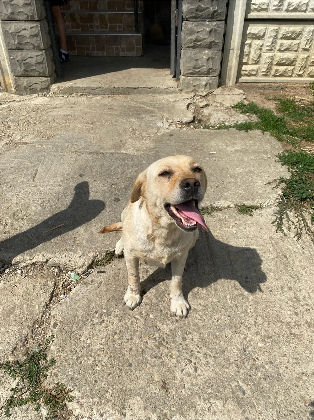  Cățelușă abandonată își caută stăpân iubitor