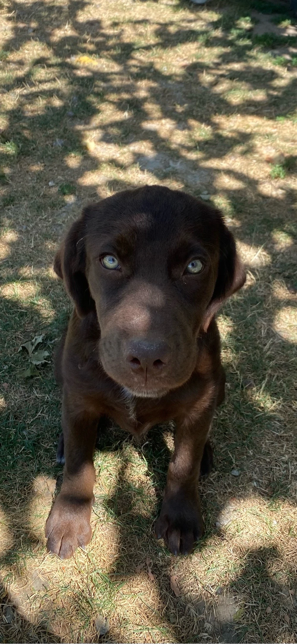 Cățelușă metis Labrador   jucăușă și plină de energie