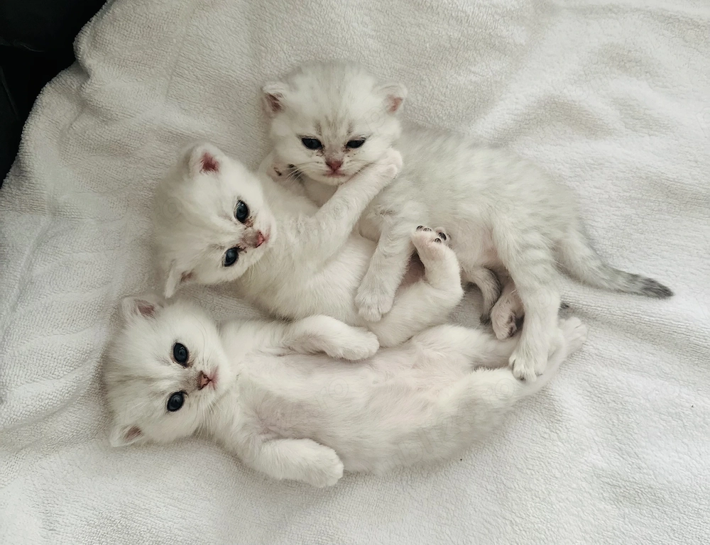 Pui british shorthair Chinchilla Silver