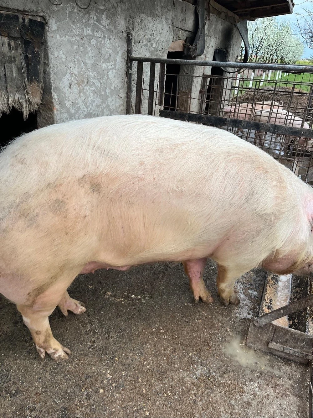 Vand porci mari