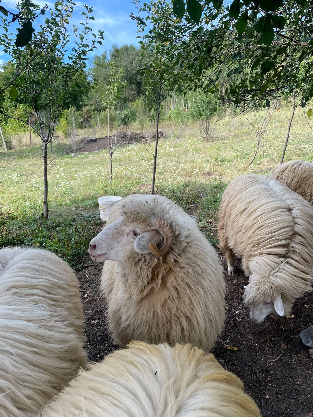 Mieluțe de vânzare