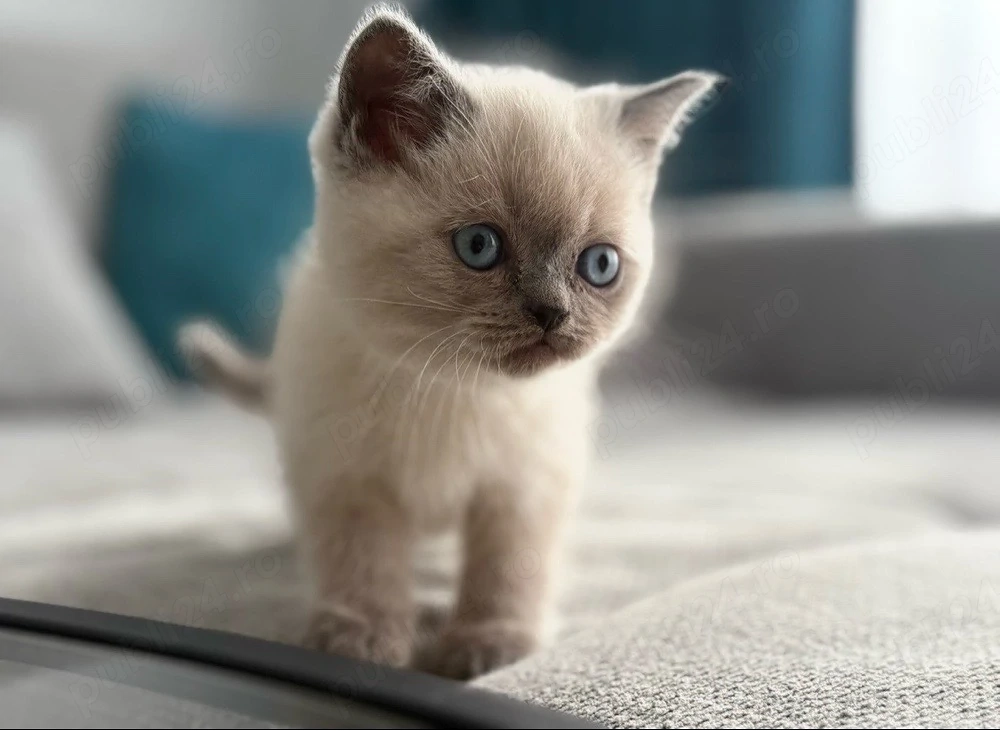 Puiuț British Shorthair