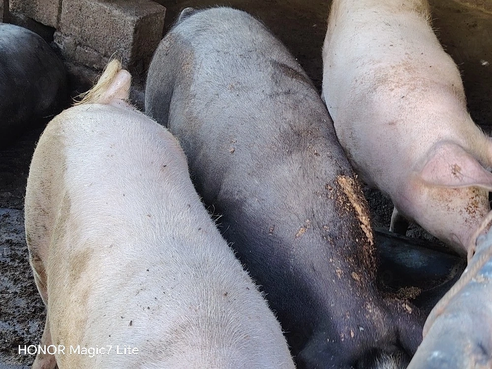 vând porci de carne între o 100 si 300kg in judetul olt bals mai multe detalii la nr de telefon 