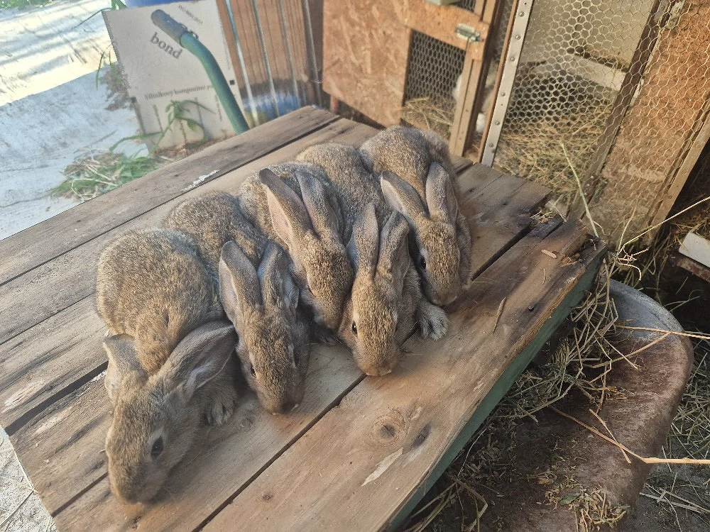 Disponibili iepurași 
