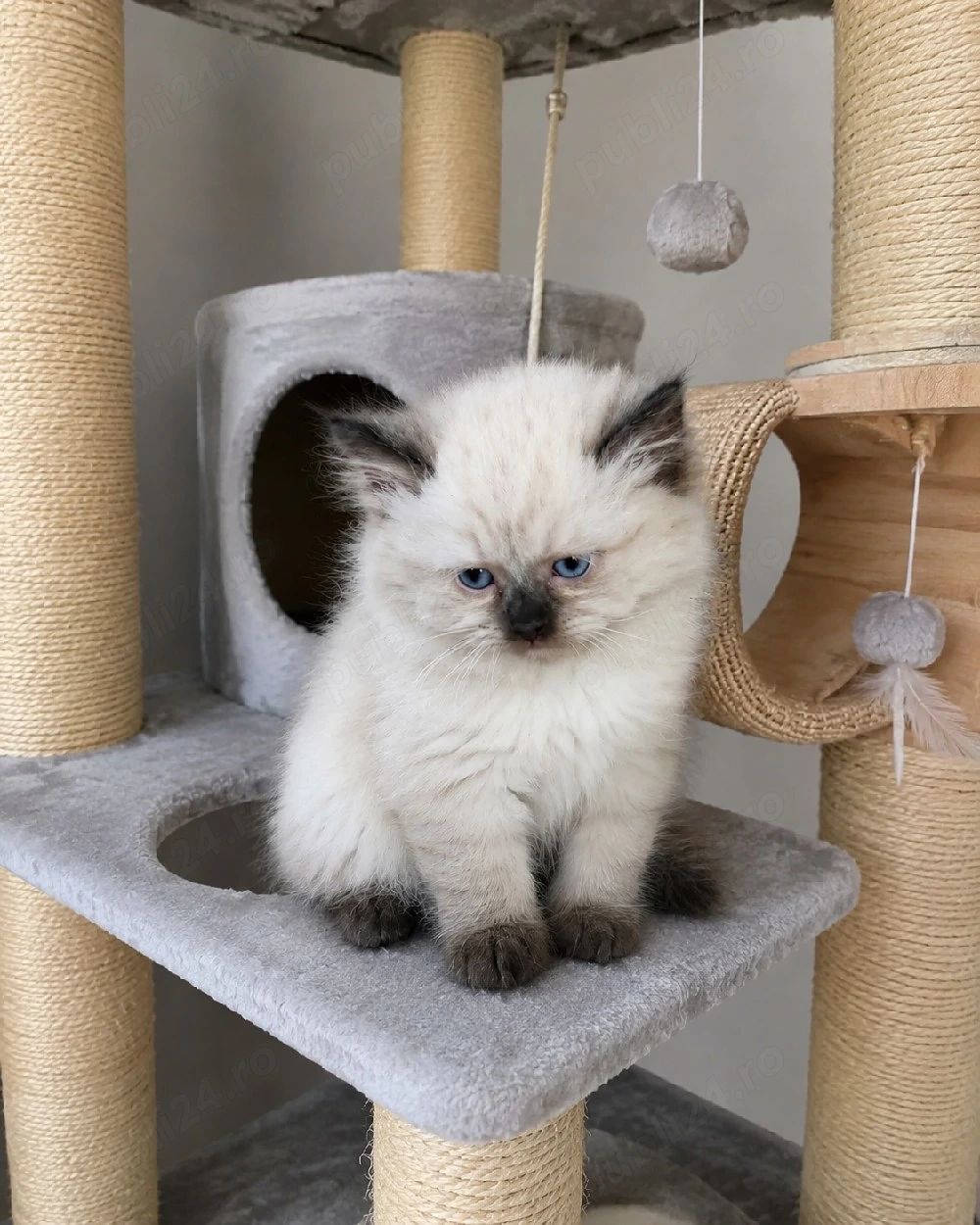 puiuti ragdoll!!!
