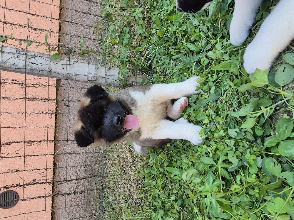 Pui Akita American caută casă nouă 