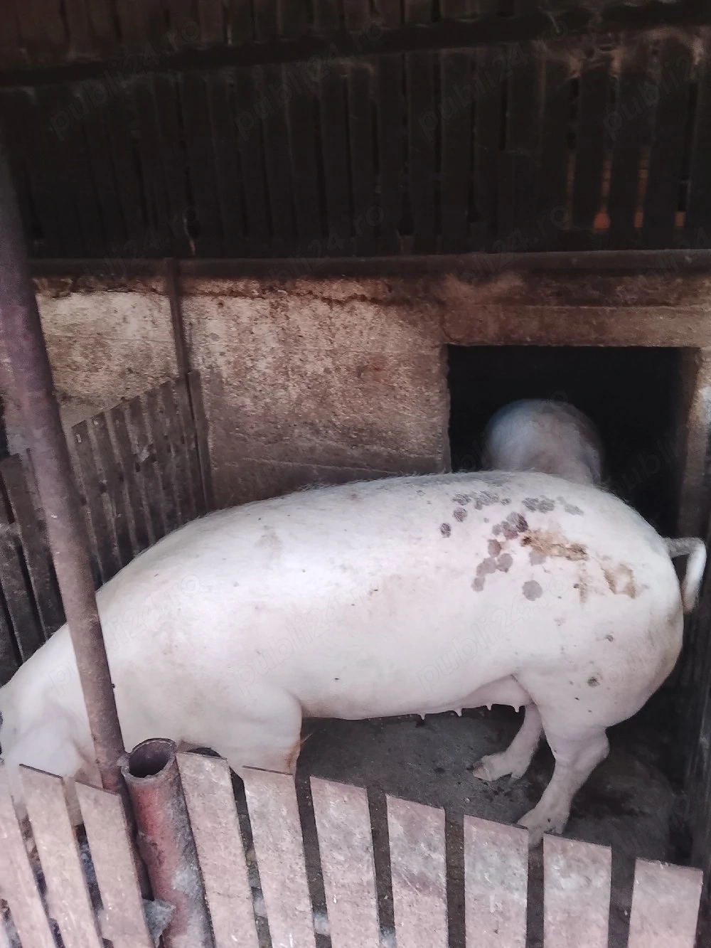 Vând porci crescuți natural 