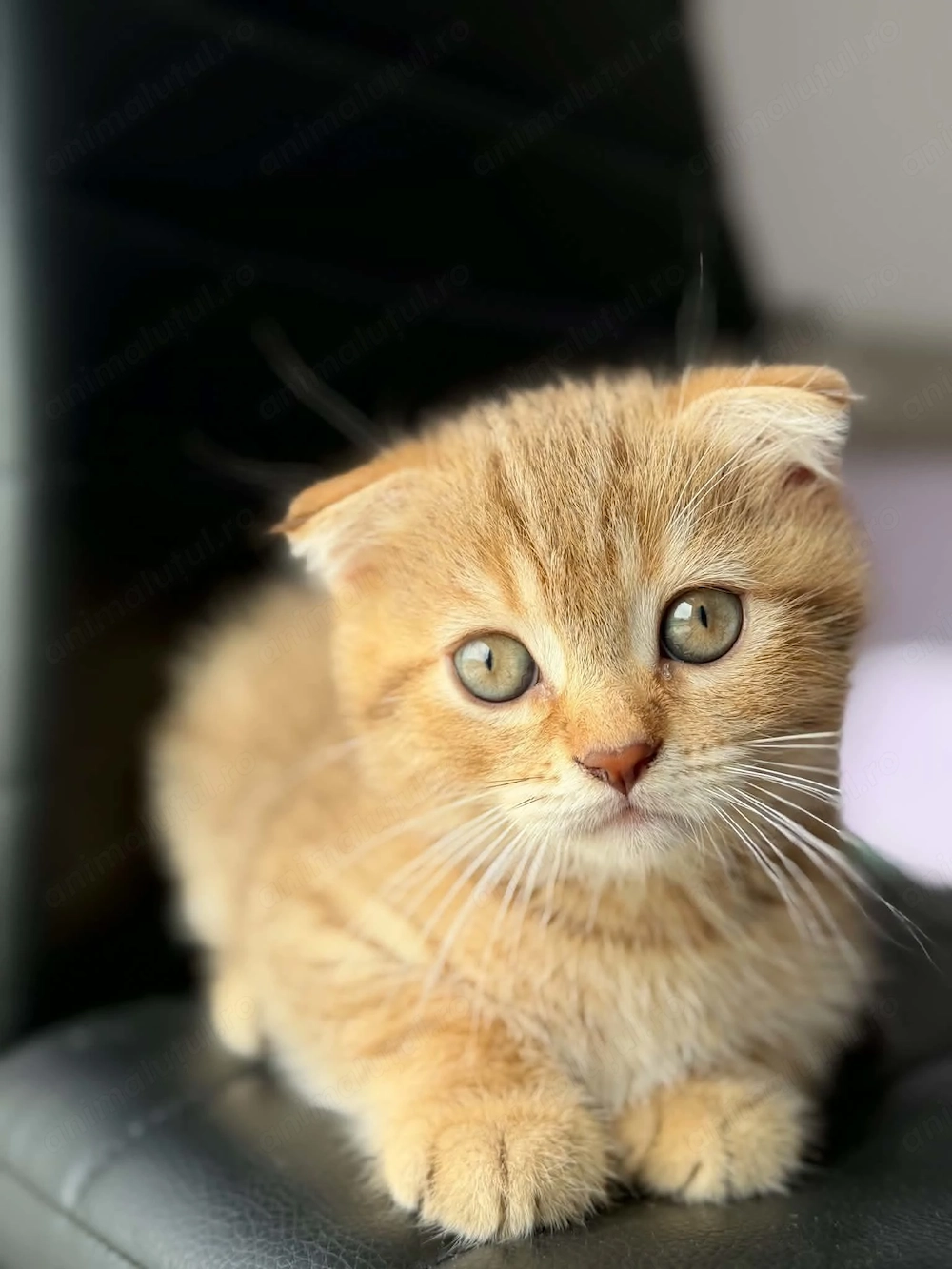 Scottish Fold Tabby