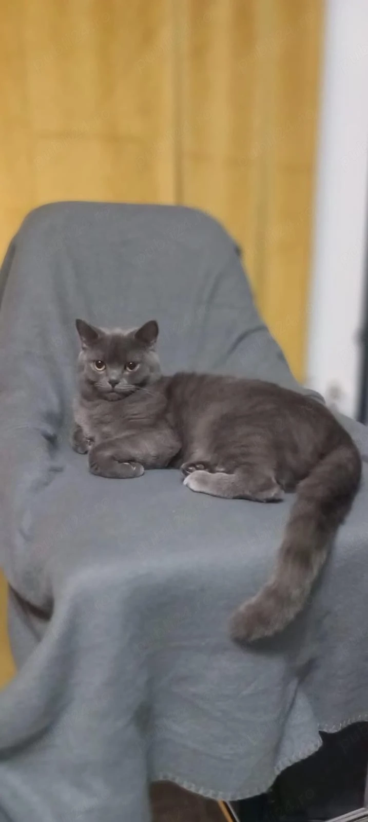 pui de British Shorthair Blue 