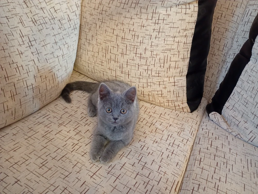 Pui de british shorthair  