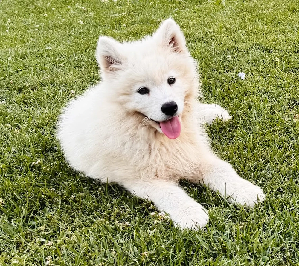 De vânzare pui de Samoyed 