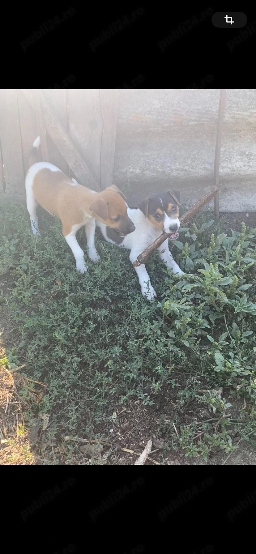 disponibili pereche  Jack Russell terrier 