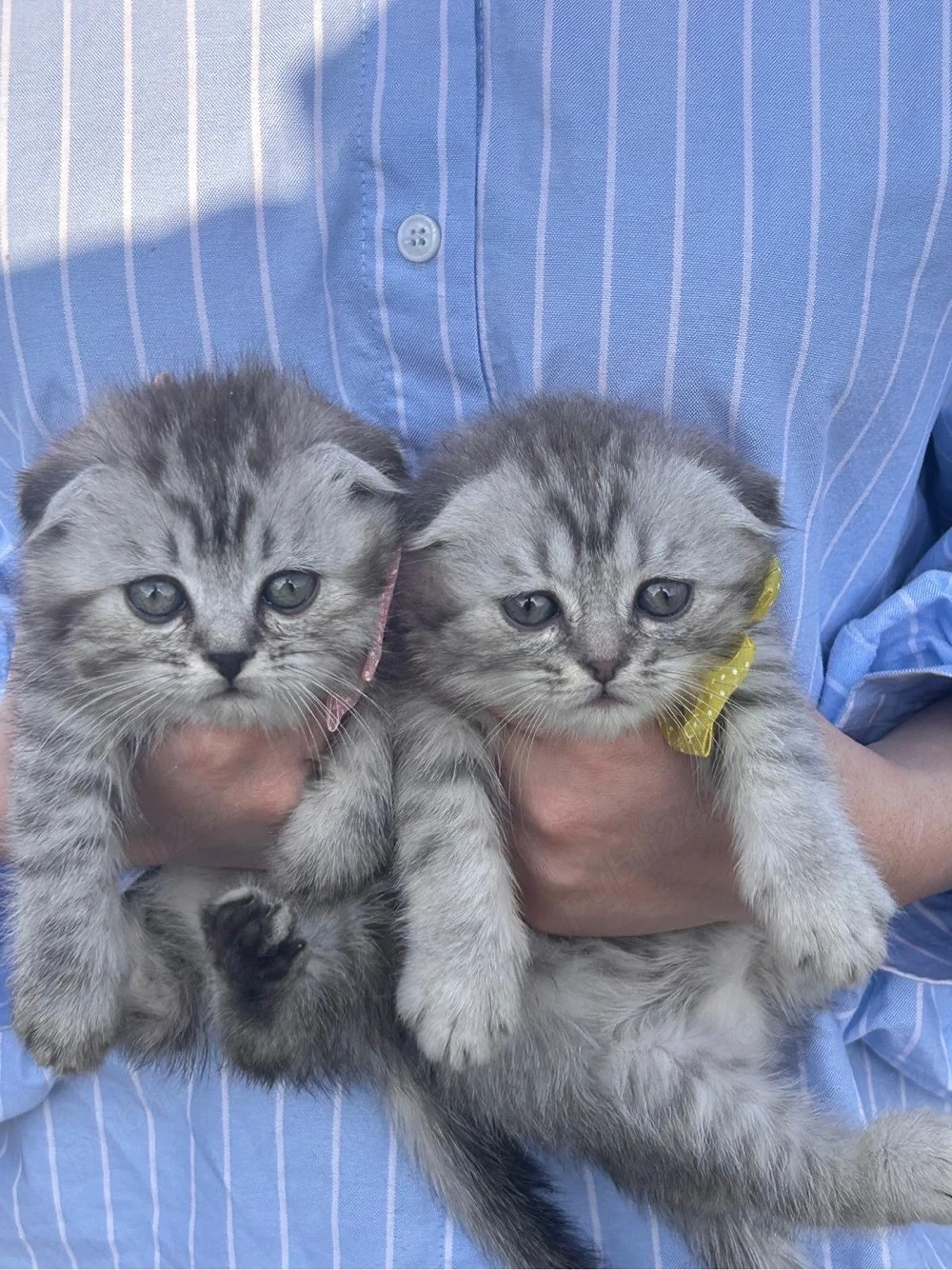 British  Silver Chinchilla 