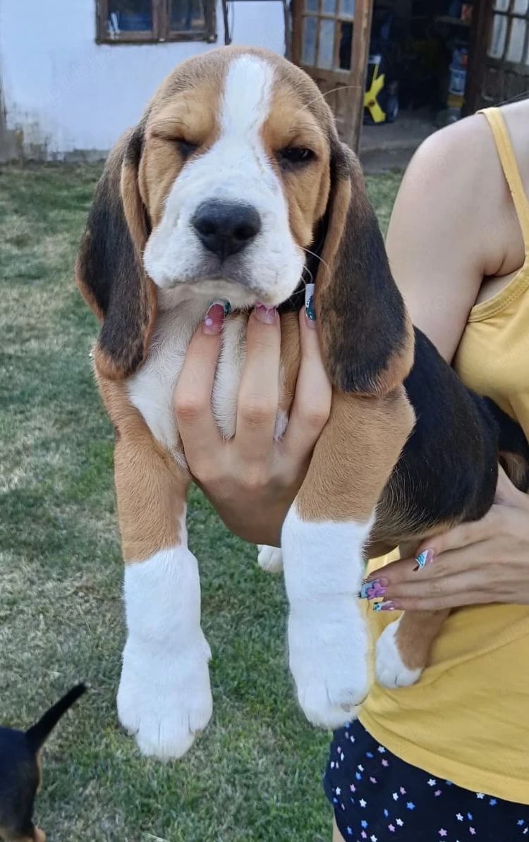 Pui beagle disponibili- Bucuresti si Dambovita