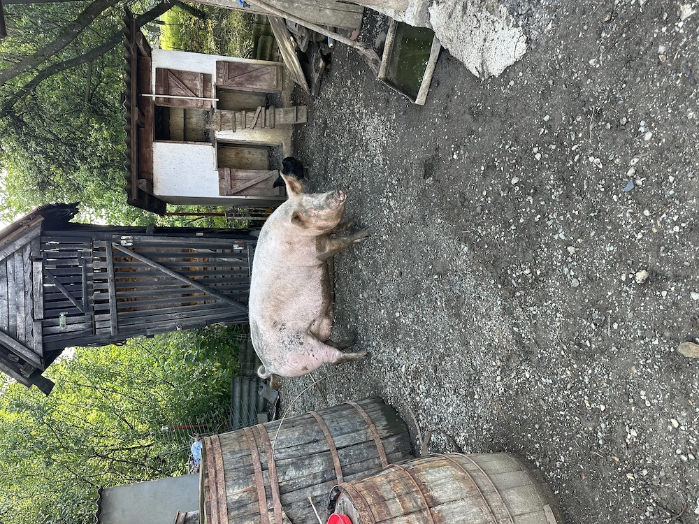 Vand scroafa aprox 280 300 kg