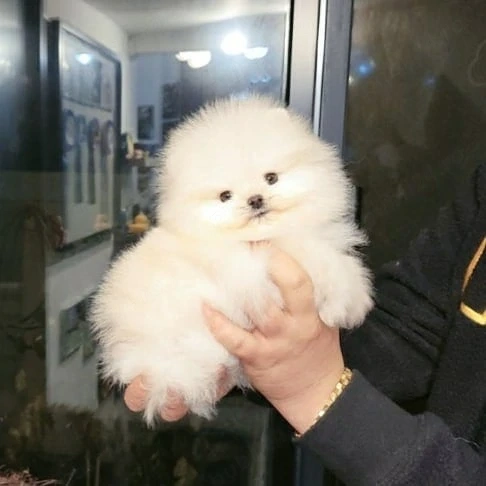 Avem disponibilă o cățelușă din rasa Pomeranian, cu pedigree.
