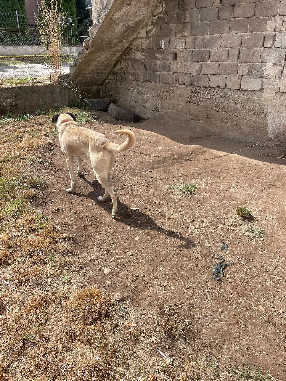 Kangal femelă jud.Cluj