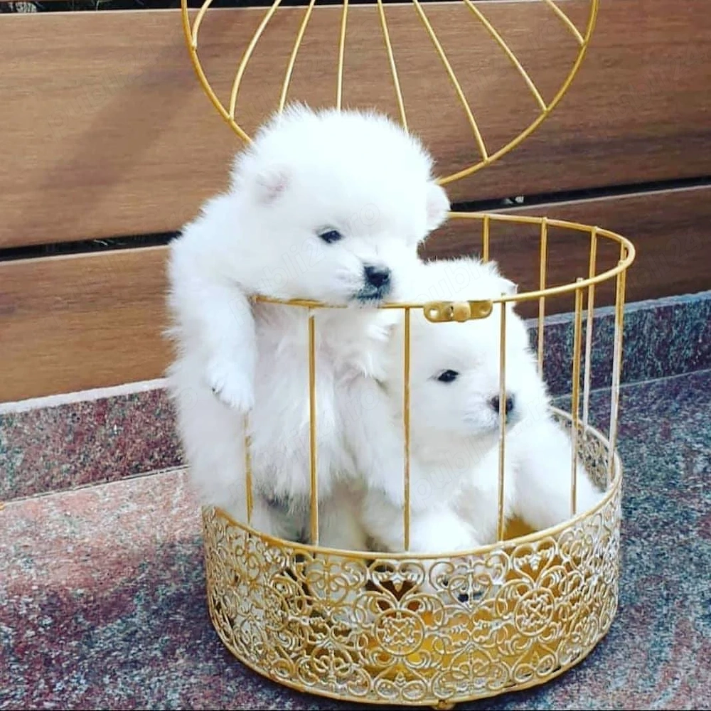 Vand pui Pomeranian, mascul, foarte frumos, rasa pura