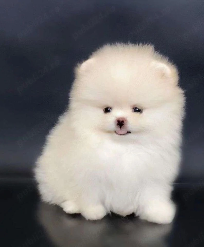 De vânzare o superbă femelă Pomeranian. 
