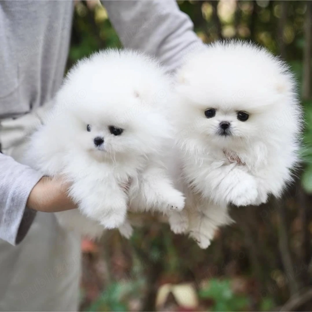 Pomeranian mascul   pui vesel și sociabil