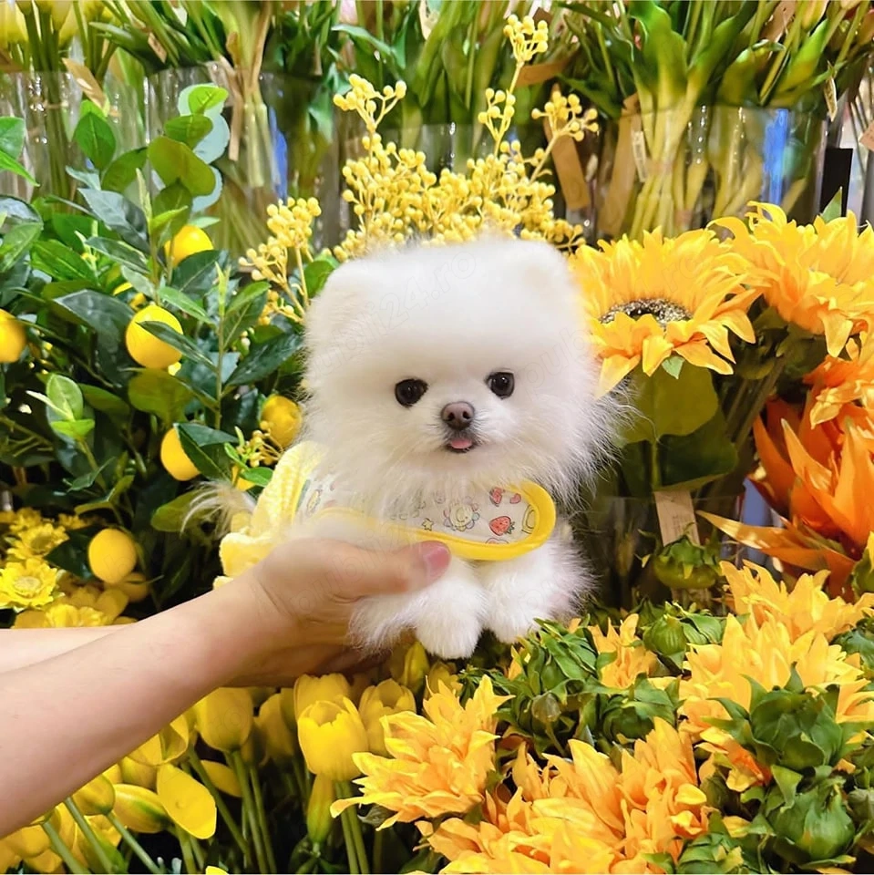 Pomeranian, rasa pura