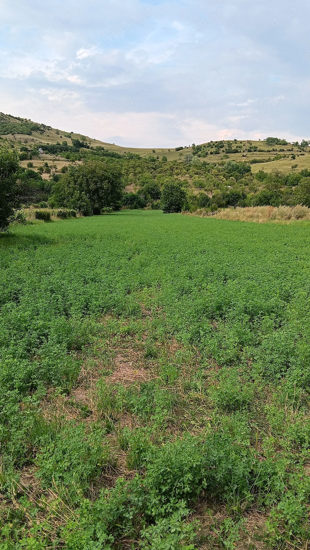 Vând teren intravilan zonă de munte Chiojdu buzău 