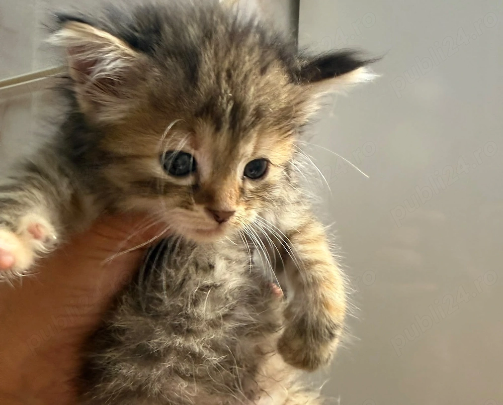 Pisica Maine Coon brown tabby
