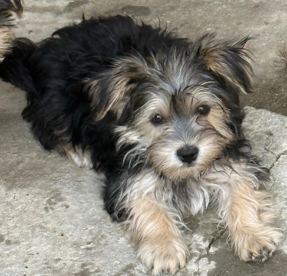 Donez Yorkshire terrier 
