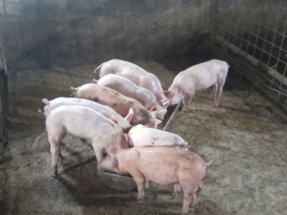 Purcei 8 săptămâni sau schimb cu cereale 