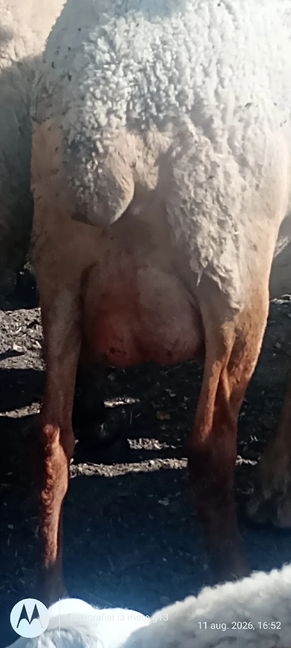 Vând oi rasă carne și lapte 