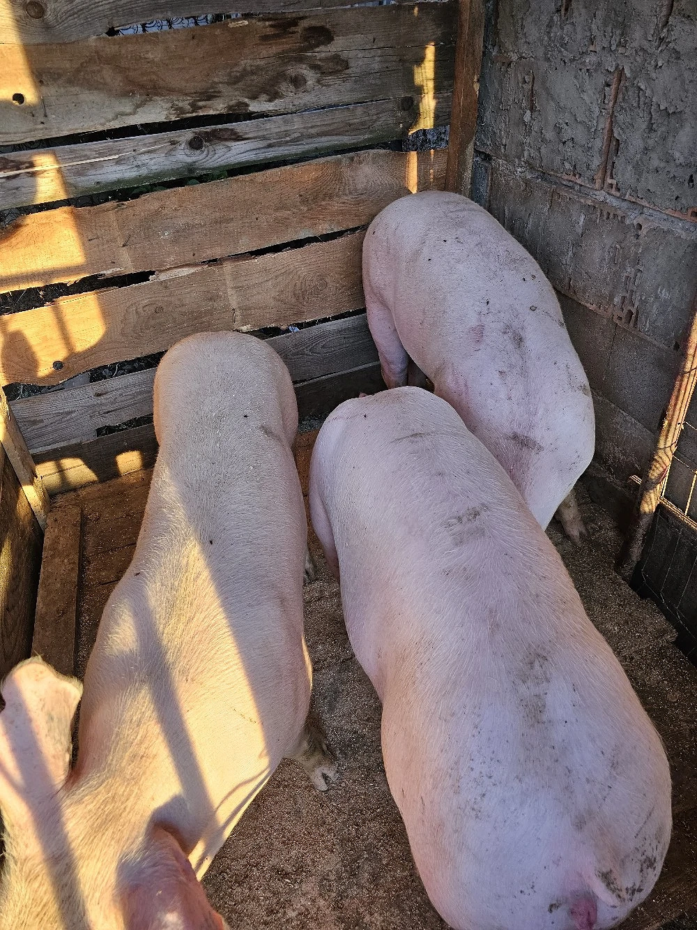 porci de carne 