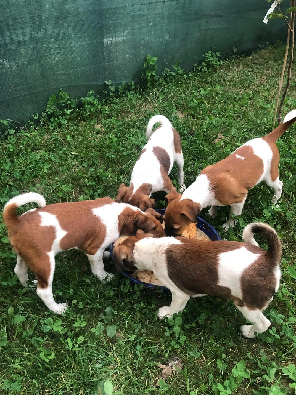 vând fetiță de tox terrier 
