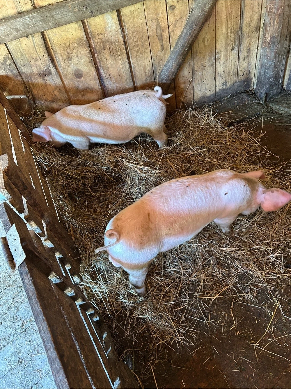 Purcei de vanzare !