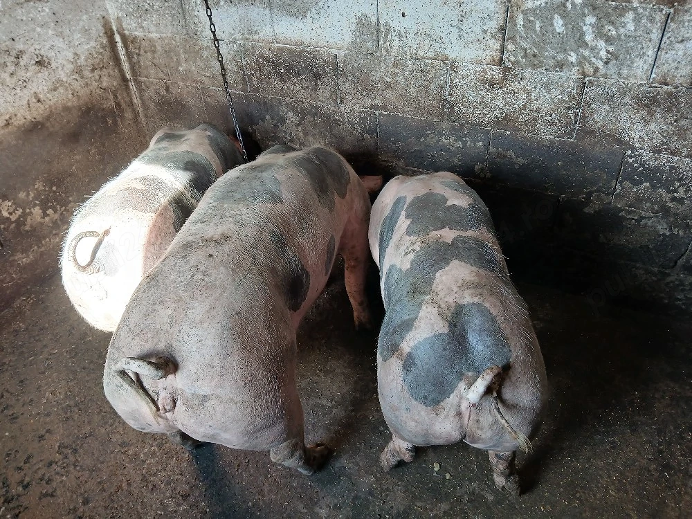 vand porci petrain de carne