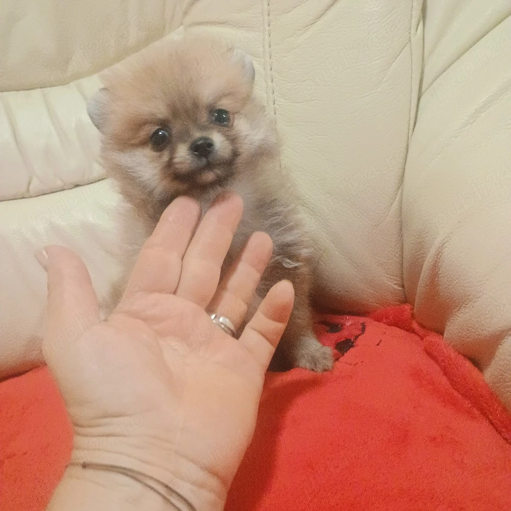 Catelusi Pomeranian Mini Toy